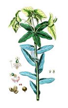 Euphorbia lathyris