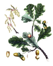 Quercus robur
