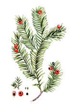 Taxus baccata