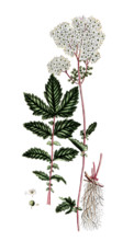 Spirea ulmaria