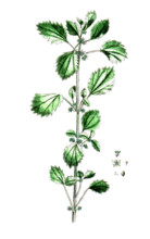 Urtica urens