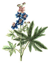 Delphinium staphisagria