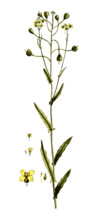Camelina sativa