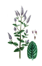 Mentha sylvestris