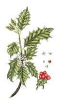Ilrx aquifolium