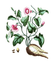 Concolculus mechoacanna