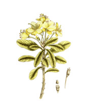 Rhododendron chrysanthemum