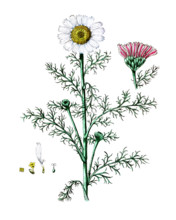 Rhododendron chrysanthemum