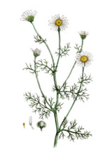 Anthemis cotula