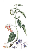 Solanum dulcamara