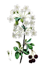 Prunus cerasus