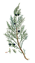 Juniperus sabina