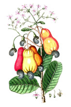 Anacardium occidentale
