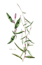 Polygonum hydropiper