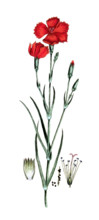 Dianthus caryophillus