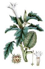 Datura stramonium