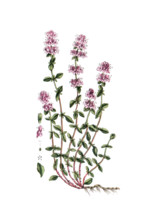 Thymus serpyllum