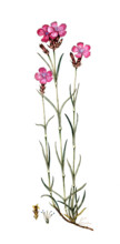 Dianthus carthusianorum