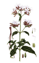 Saponaria officinalis
