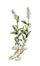 Polygala senega