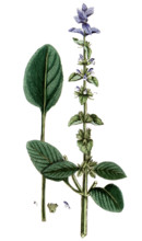 Salvia horminum