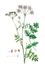 Tordylium officinale