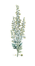 Artemisia pontica