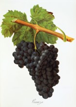 Ampelograhie. grape variety science. oenology. viticulture. grape. vine. Gamza grape. digitally