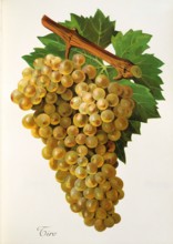 Ampelograhie. grape variety science. oenology. viticulture. grape. vine. Tiro grape. digitally
