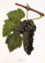 Ampelograhie. grape variety science. oenology. viticulture. grape. vine. Jacquez grape. digitally