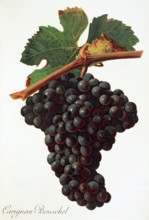 Ampelograhie. grape variety science. oenology. viticulture. grape. vine. Carigna-Bouschet grape.