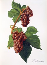 Ampelograhie. grape variety science. oenology. viticulture. grape. vine. Delaware grape. digitally