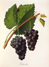 Ampelograhie. grape variety science. oenology. viticulture. grape. grapevine. Catawba grape.
