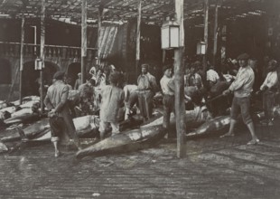 Tuna gutted after the Acireale slaughter