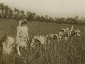 Rice weeders in a rice field