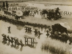 Rice harvest in Wuhan Province, Japan.
