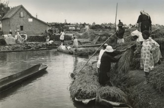 Transporting rice plants to Madagascar.