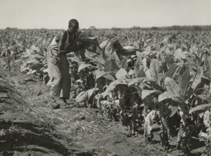 Tobacco field in Haiti.
