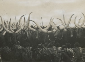 Livestock in Rwanda Urundi.