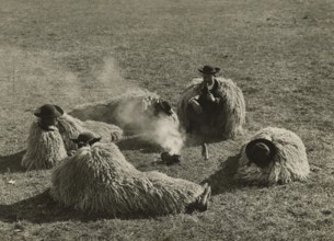 Csikos after a night's rest outdoors