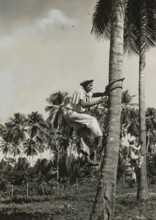 Indigenous people climb palm trees in Venezuela. 
	
		1940-1950?