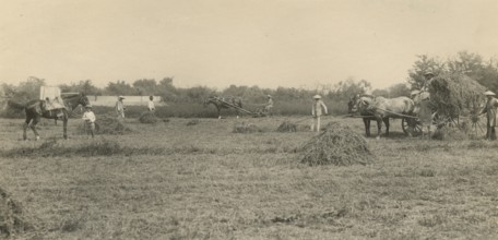 Alfalfa harvesting in Argentina. 
	
	 1910-1940