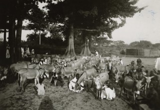 Donkey breeding in Guinea-Bissau.  Re-print 1971