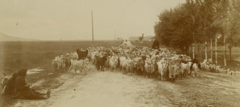 Goats along a road in Romania. 
	
		1930
