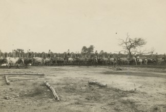Log wagons in Paraguay. 
	
		1910-1940