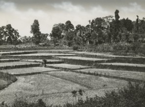 Rice fields in Travancore: India. before 1949