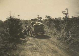 Coffee harvest in Brazil. 1910-1940