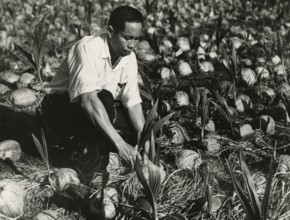 Coconut plantation in Malaysian Borneo. 1962