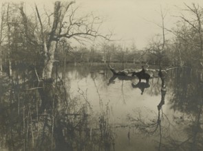 Hunting reserve in the Marsiliana estate. ca. 1900