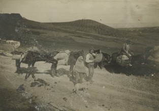 The altar of the Cathedral of Castelbuono. ca. 1910